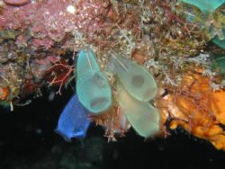 Olypmics Z-900, Bunaken Indonesia by Wendy Wong 